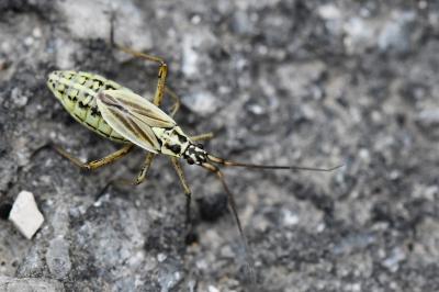 <i>Leptopterna dolabrata</i>