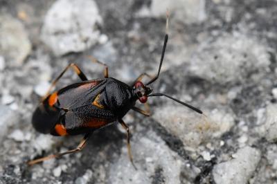 <i>Deraeocoris ruber</i>
