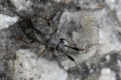 <i>Atractotomus</i>