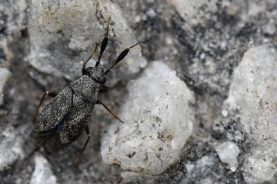 <i>Atractotomus</i>