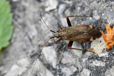 <i>Closterotomus fulvomaculatus</i>