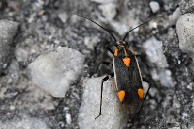 <i>Capsodes flavomarginatus</i>
