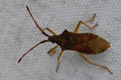<i>Gonocerus acuteangulatus</i>