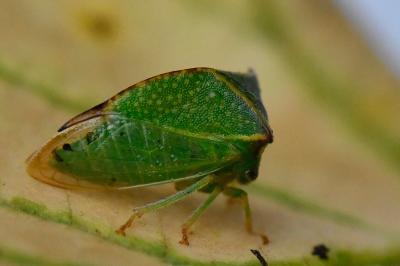 <i>Stictocephala alta</i>