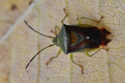 <i>Elasmostethus interstinctus</i>