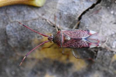 <i>Pantilius tunicatus</i>
