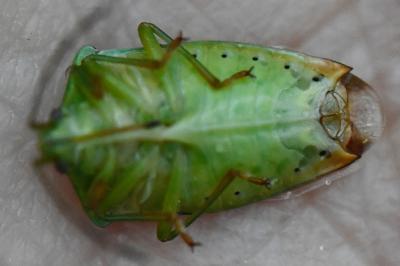 <i>Elasmostethus interstinctus</i>