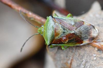 <i>Elasmostethus interstinctus</i>