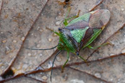 <i>Acanthosoma haemorrhoidale</i>