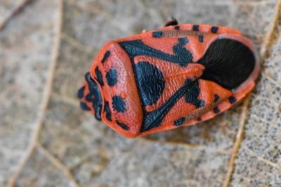 <i>Eurydema ornata</i>