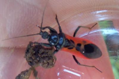 <i>Peirates hybridus</i>