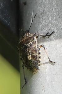 <i>Rhaphigaster nebulosa</i>