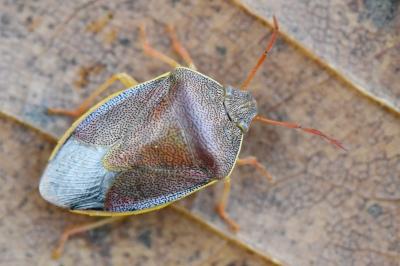 <i>Piezodorus lituratus</i>