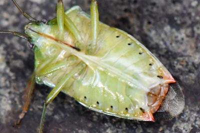 <i>Elasmostethus interstinctus</i>