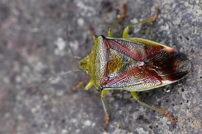 <i>Elasmostethus interstinctus</i>