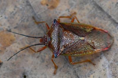 <i>Acanthosoma haemorrhoidale</i>