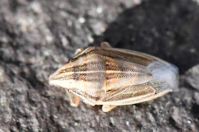 <i>Aelia acuminata</i>