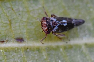 <i>Balcanocerus pruni</i>