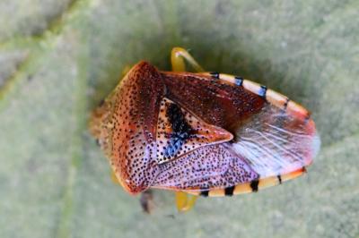 <i>Elasmucha grisea</i>