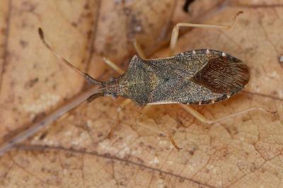 <i>Gonocerus acuteangulatus</i>