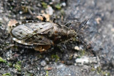 <i>Heterogaster urticae</i>