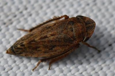 <i>Aphrodes makarovi</i>