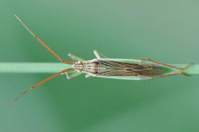 Stenodema calcarata