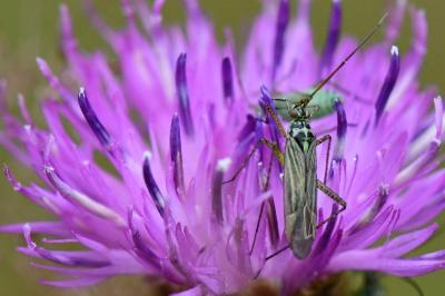 Oncotylus viridiflavus