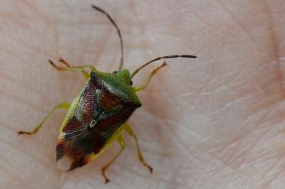 <i>Elasmostethus interstinctus</i>