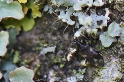 <i>Temnostethus pusillus</i>