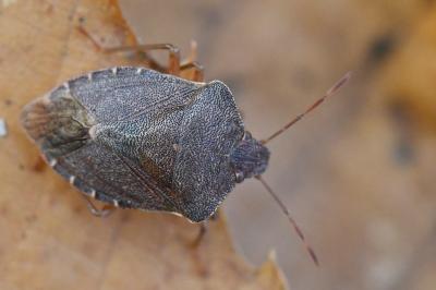 <i>Palomena prasina</i>