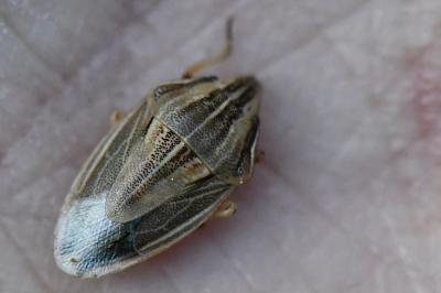 <i>Aelia acuminata</i>
