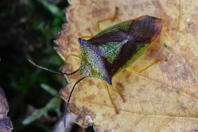 <i>Acanthosoma haemorrhoidale</i>