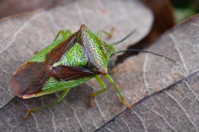 <i>Acanthosoma haemorrhoidale</i>