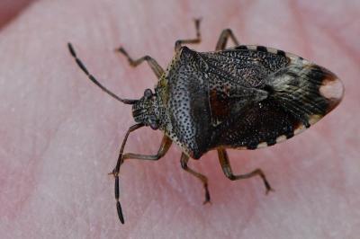 <i>Elasmucha grisea</i>