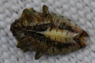 <i>Elasmucha grisea</i>