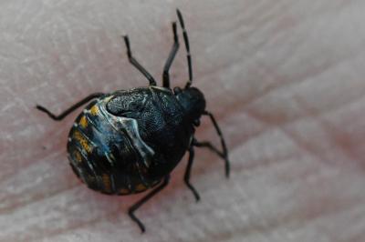 <i>Holcogaster fibulata</i>