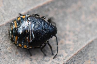 <i>Holcogaster fibulata</i>
