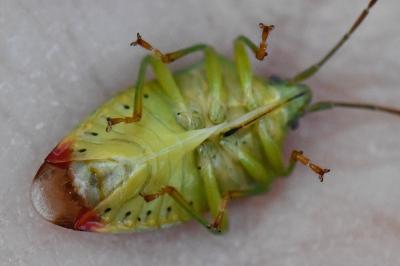 <i>Elasmostethus interstinctus</i>