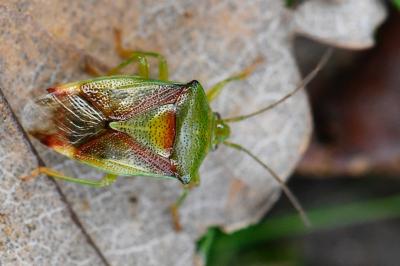 <i>Elasmostethus interstinctus</i>