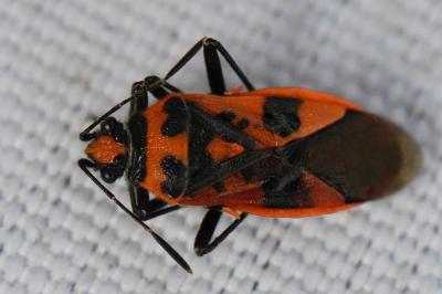 <i>Corizus hyoscyami</i>