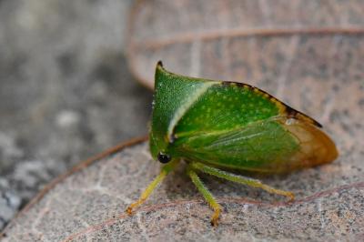 <i>Stictocephala alta</i>