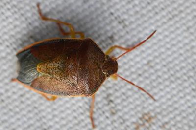 <i>Piezodorus lituratus</i>
