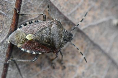<i>Dolycoris baccarum</i>