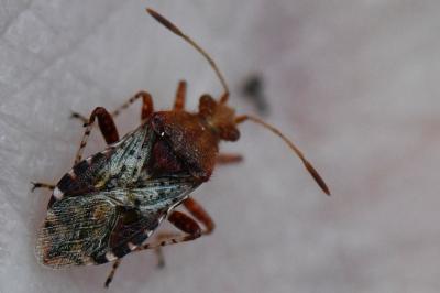 <i>Rhopalus subrufus</i>