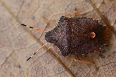 <i>Peribalus strictus</i>