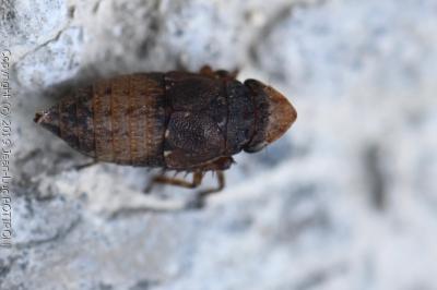 <i>Errhomenus brachypterus</i>