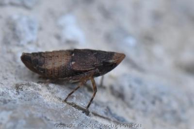 <i>Errhomenus brachypterus</i>