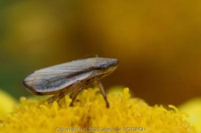 <i>Neophilaenus lineatus</i>