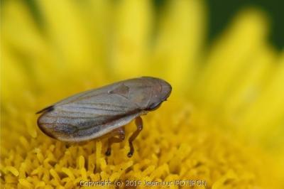 Neophilaenus lineatus